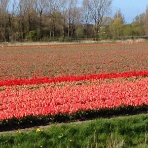 Rode tulpenvelden in verschillende groeifasen met bomen op de achtergrond