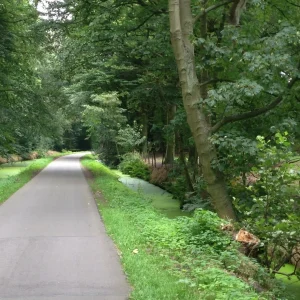 Rustige bosweg langs een sloot, omringd door groene bomen en planten